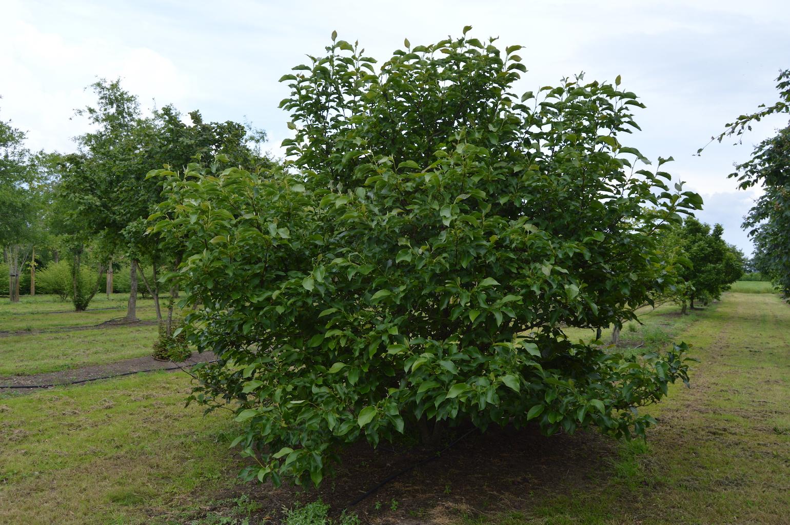 Magnolia Soulangeana Multi Stem - View 6 from www redcrocus com