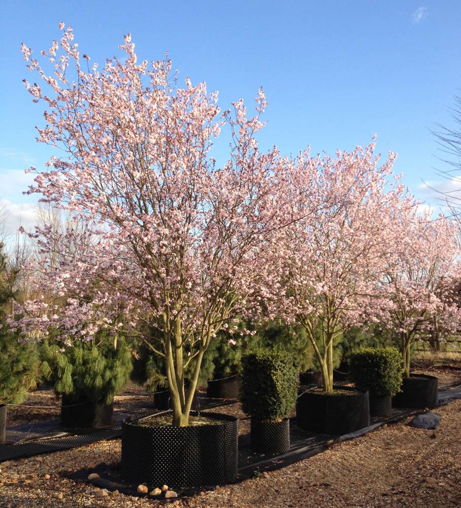 Prunus Cerasifera Kv Single Stem - View 13 from www redcrocus com