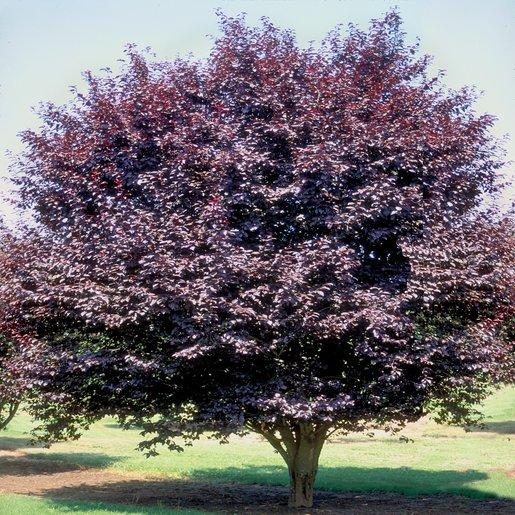 Prunus Cerasifera Kv Single Stem - View 17 from www redcrocus com
