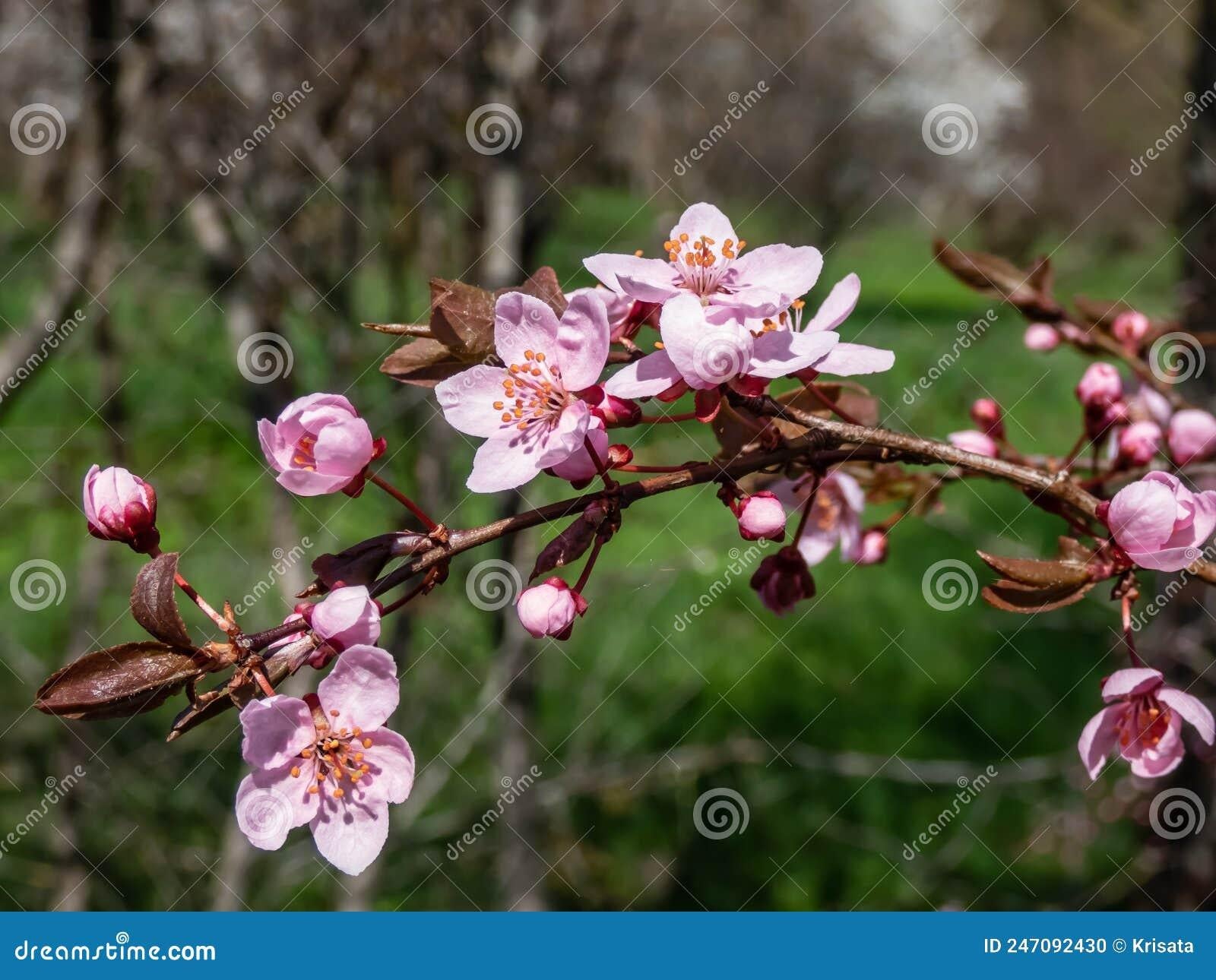 Prunus Cerasifera Kv Single Stem - View 1 from www redcrocus com