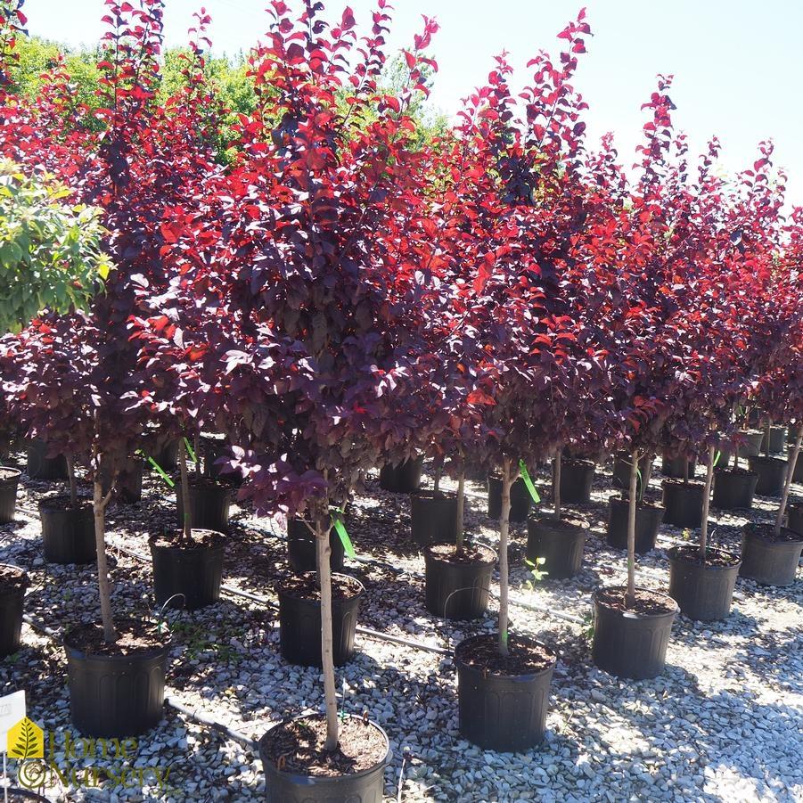 Prunus Cerasifera Kv Single Stem - View 7 from www redcrocus com