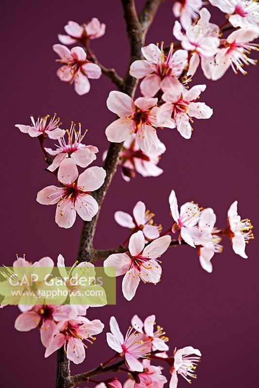 Prunus Cerasifera Kv Single Stem - View 8 from www redcrocus com