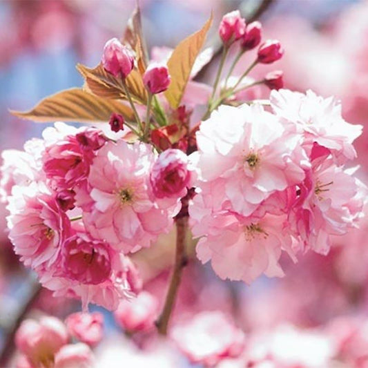 Prunus Serrulata 'kwanzan' Single Stem - View 10 from www redcrocus com