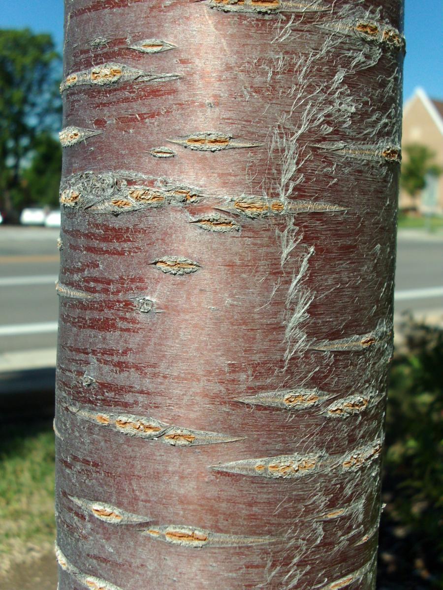 Prunus Serrulata 'kwanzan' Single Stem - View 11 from www redcrocus com