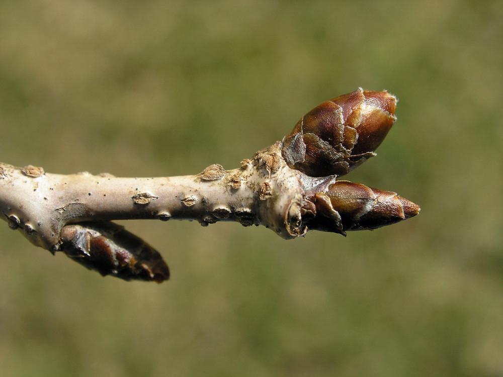 Prunus Serrulata 'kwanzan' Single Stem - View 13 from www redcrocus com