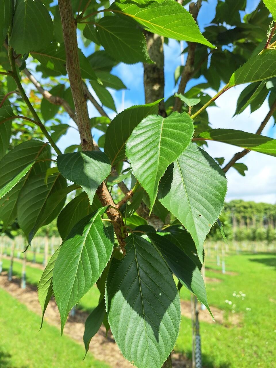 Prunus Serrulata 'kwanzan' Single Stem - View 15 from www redcrocus com