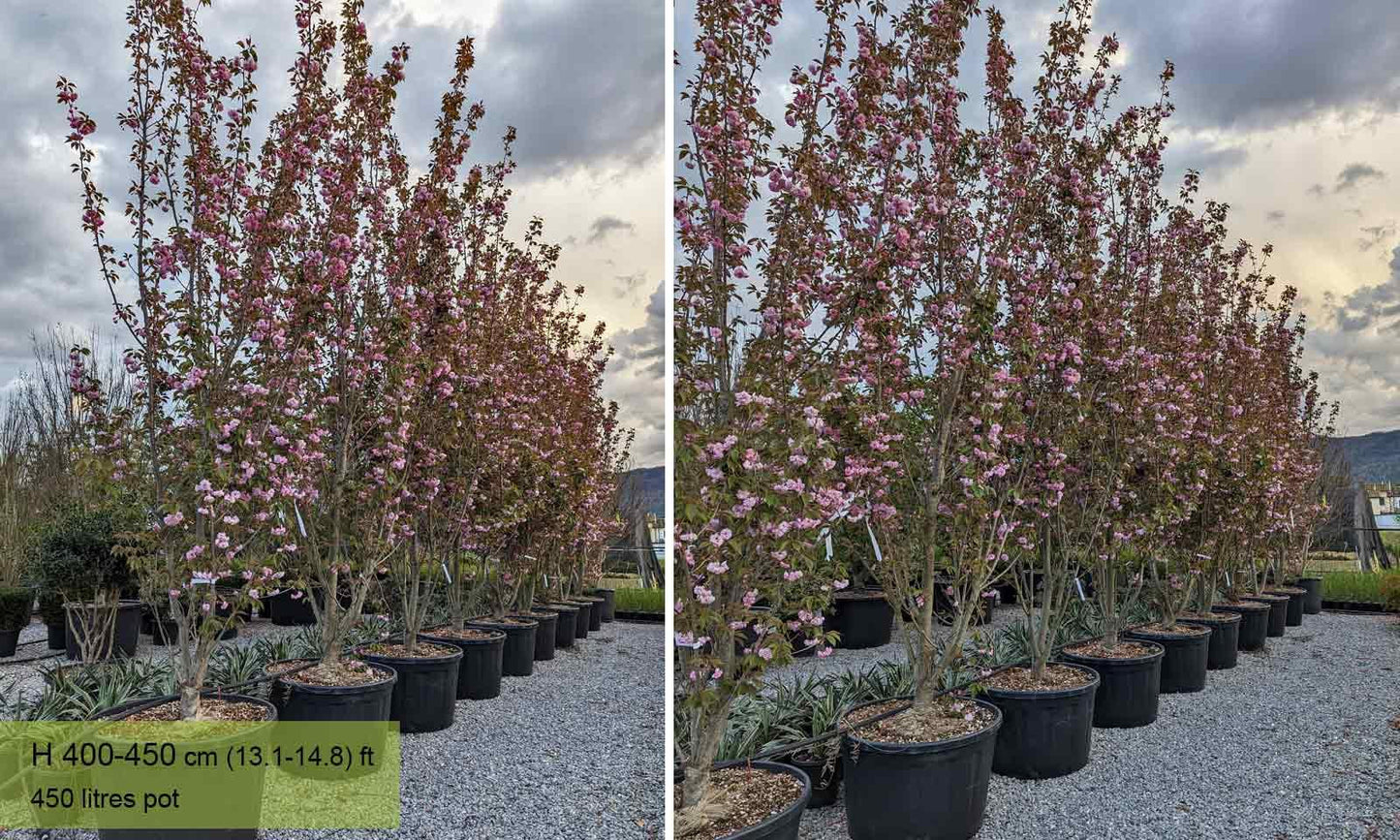 Prunus Serrulata 'kwanzan' Single Stem - View 16 from www redcrocus com