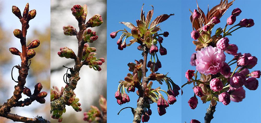 Prunus Serrulata 'kwanzan' Single Stem - View 1 from www redcrocus com