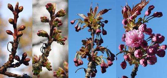 Prunus Serrulata 'kwanzan' Single Stem - View 1 from www redcrocus com