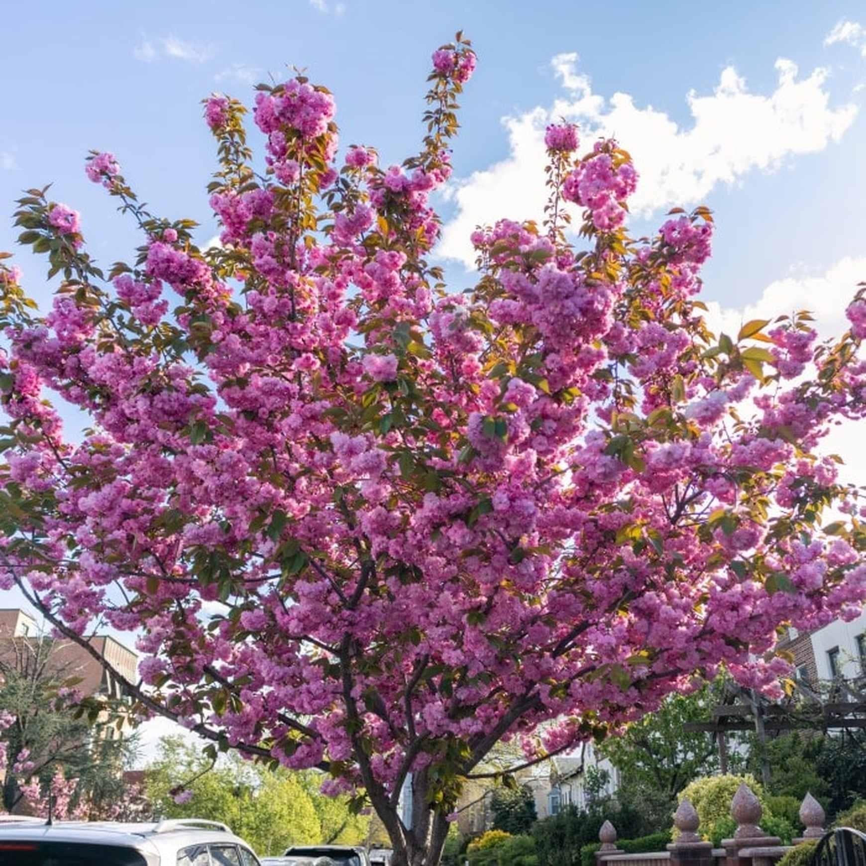 Prunus Serrulata 'kwanzan' Single Stem - View 22 from www redcrocus com