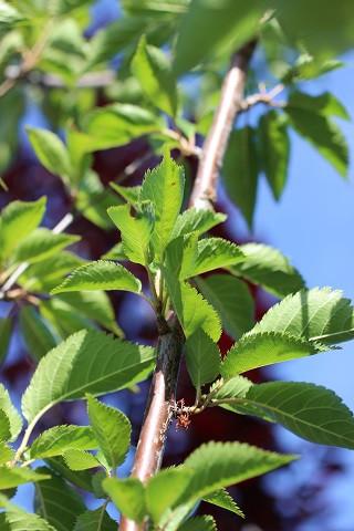 Prunus Serrulata 'kwanzan' Single Stem - View 25 from www redcrocus com