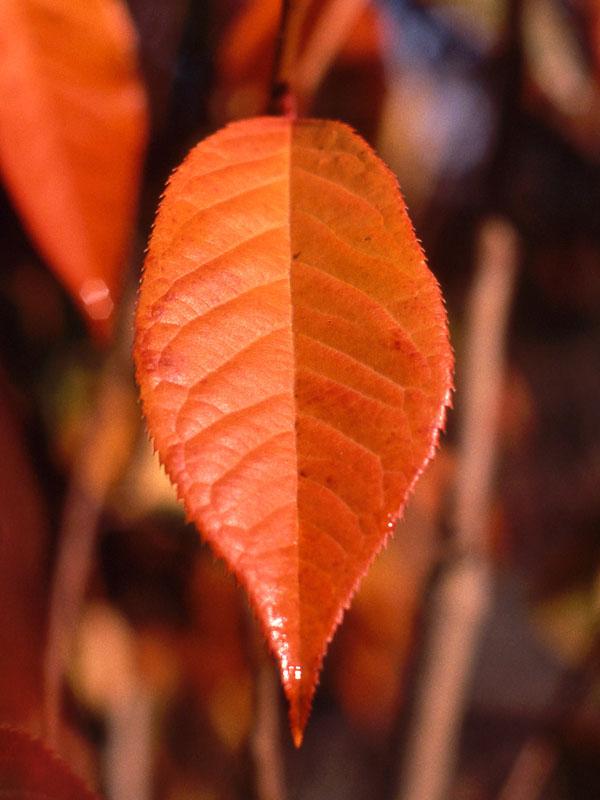 Prunus Serrulata 'kwanzan' Single Stem - View 26 from www redcrocus com