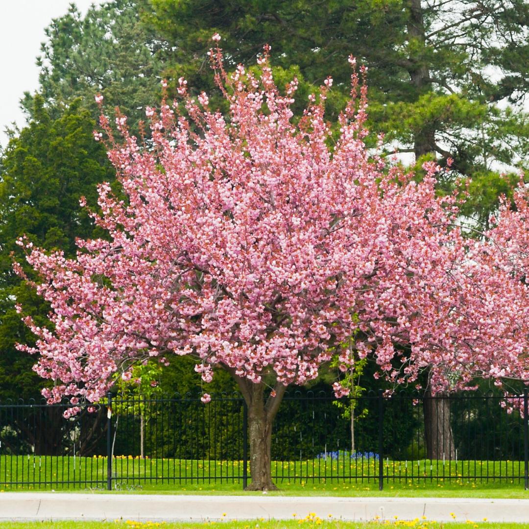 Prunus Serrulata 'kwanzan' Single Stem - View 28 from www redcrocus com