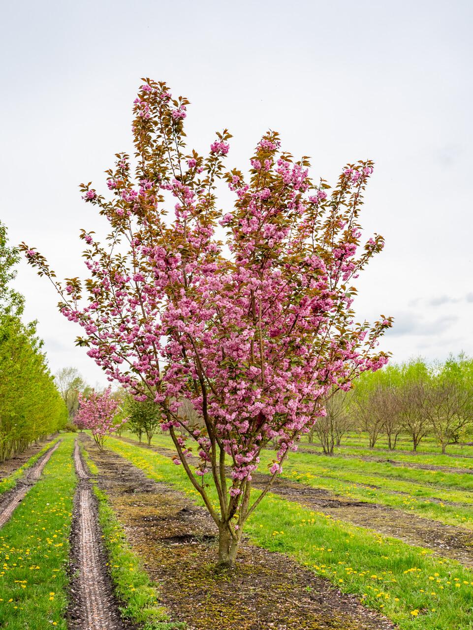 Prunus Serrulata 'kwanzan' Single Stem - View 2 from www redcrocus com