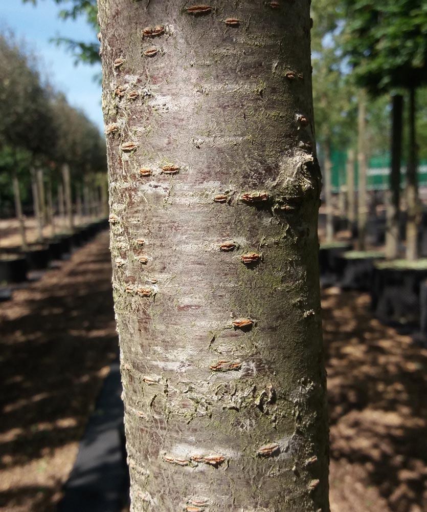 Prunus Serrulata 'kwanzan' Single Stem - View 30 from www redcrocus com