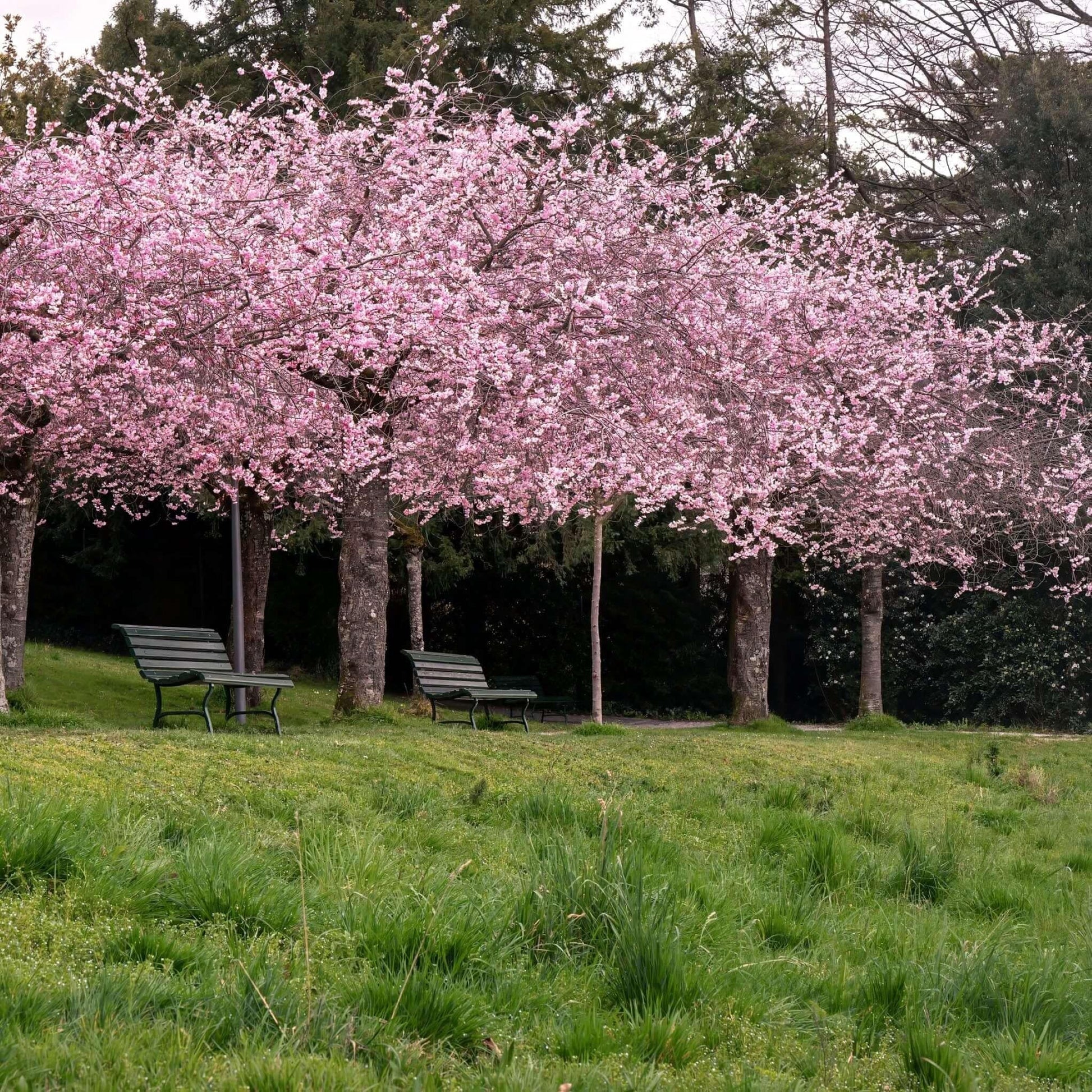 Prunus Serrulata 'kwanzan' Single Stem - View 31 from www redcrocus com