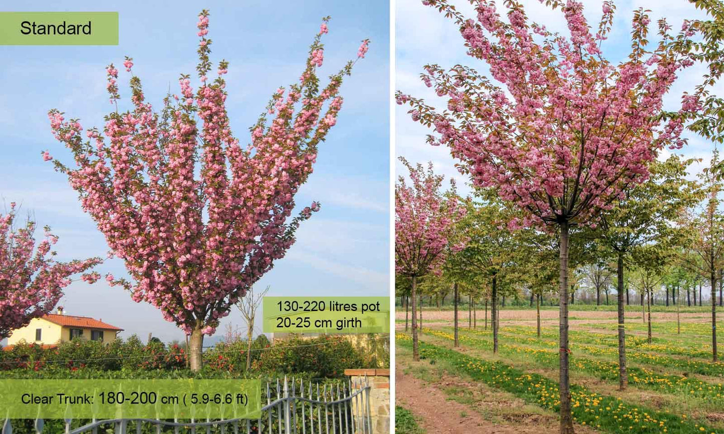 Prunus Serrulata 'kwanzan' Single Stem - View 33 from www redcrocus com