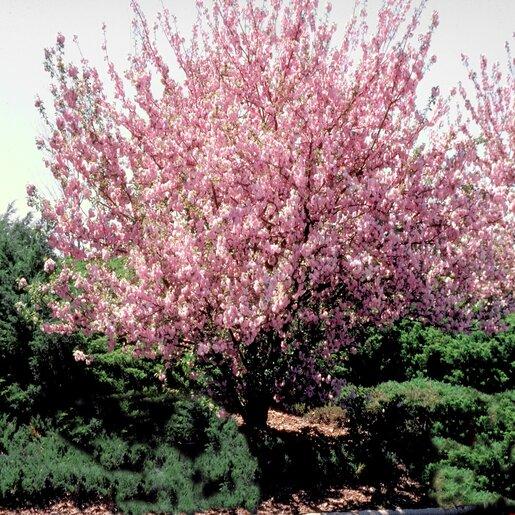 Prunus Serrulata 'kwanzan' Single Stem - View 35 from www redcrocus com