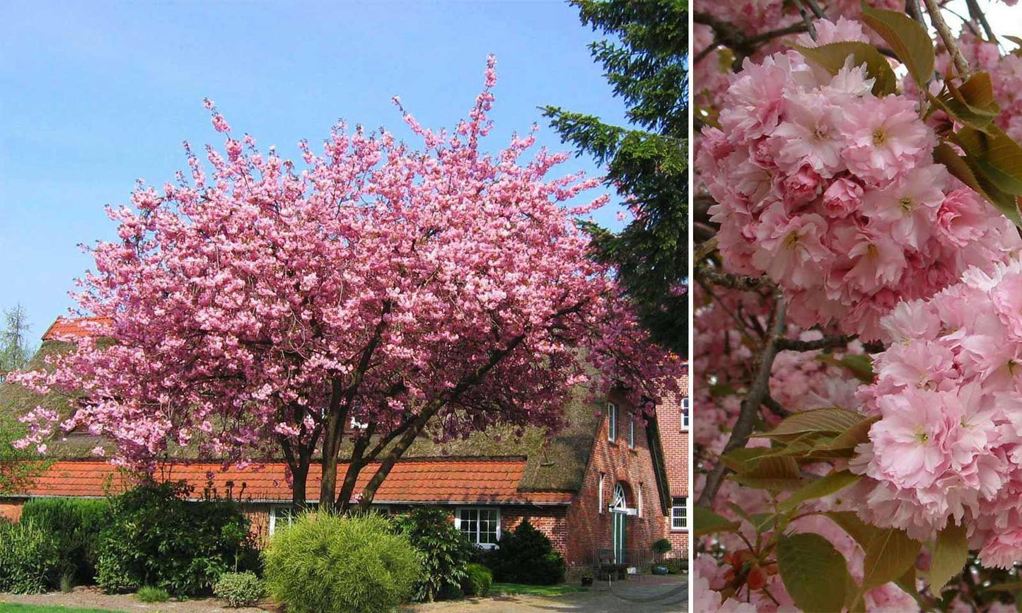 Prunus Serrulata 'kwanzan' Single Stem - View 6 from www redcrocus com