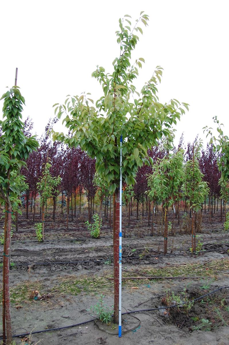 Prunus Serrulata 'kwanzan' Single Stem - View 7 from www redcrocus com