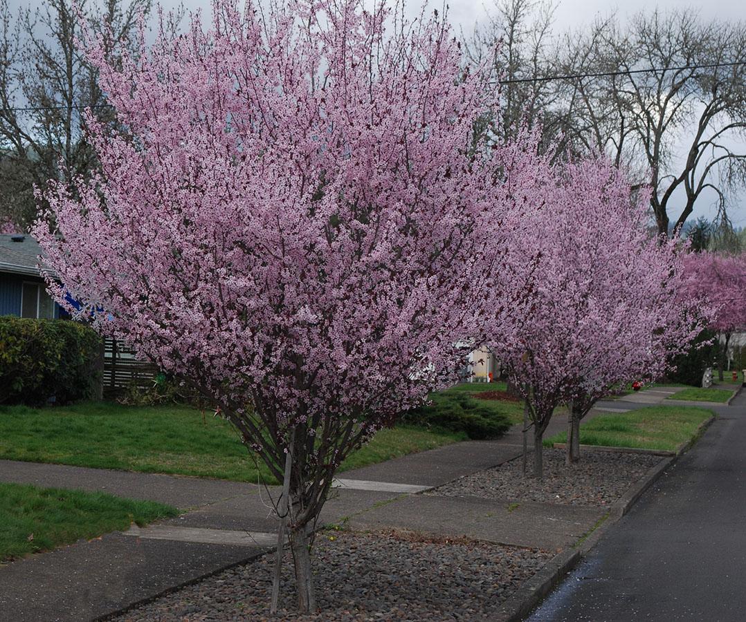 Prunus Cerasifera Kv - View 10 from www redcrocus com