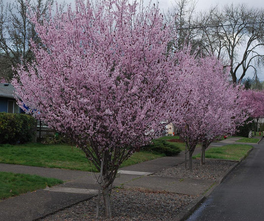 Prunus Cerasifera Kv - View 10 from www redcrocus com