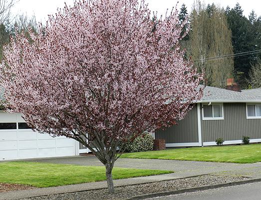 Prunus Cerasifera Kv - View 14 from www redcrocus com