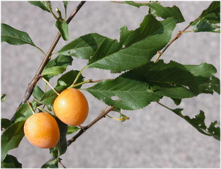 Prunus Cerasifera Kv - View 16 from www redcrocus com
