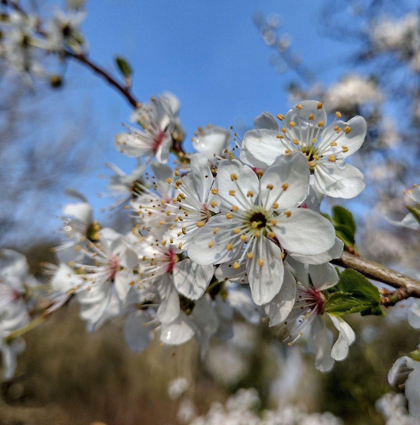 Prunus Cerasifera Kv - View 17 from www redcrocus com