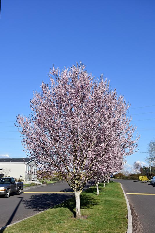 Prunus Cerasifera Kv - View 18 from www redcrocus com