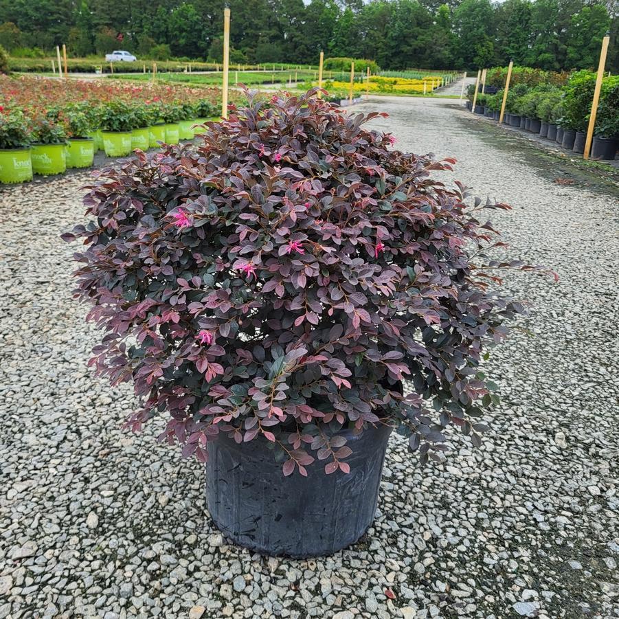 Prunus Cerasifera Kv - View 6 from www redcrocus com