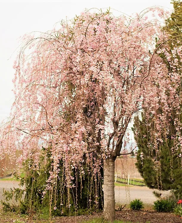 Prunus Subhirtella 'pendula Plena Rosea' - View 13 from www redcrocus com