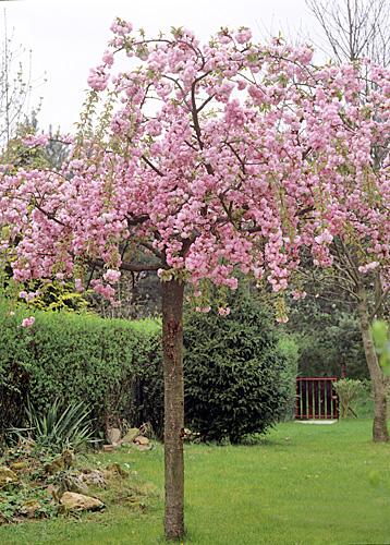 Prunus Subhirtella 'pendula Plena Rosea' - View 14 from www redcrocus com