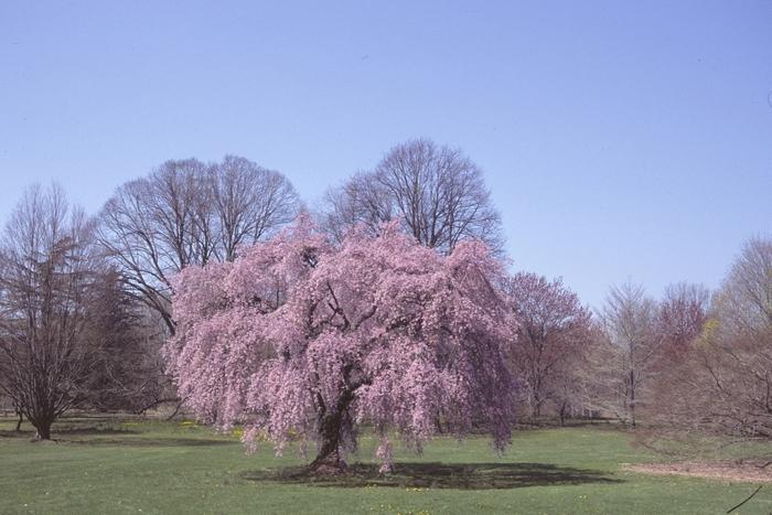 Prunus Subhirtella 'pendula Plena Rosea' - View 15 from www redcrocus com