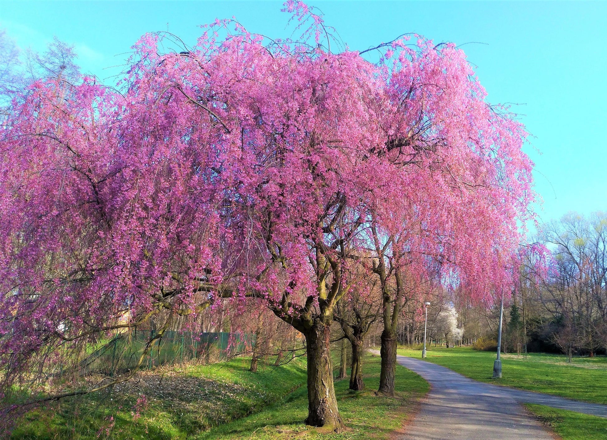 Prunus Subhirtella 'pendula Plena Rosea' - View 16 from www redcrocus com