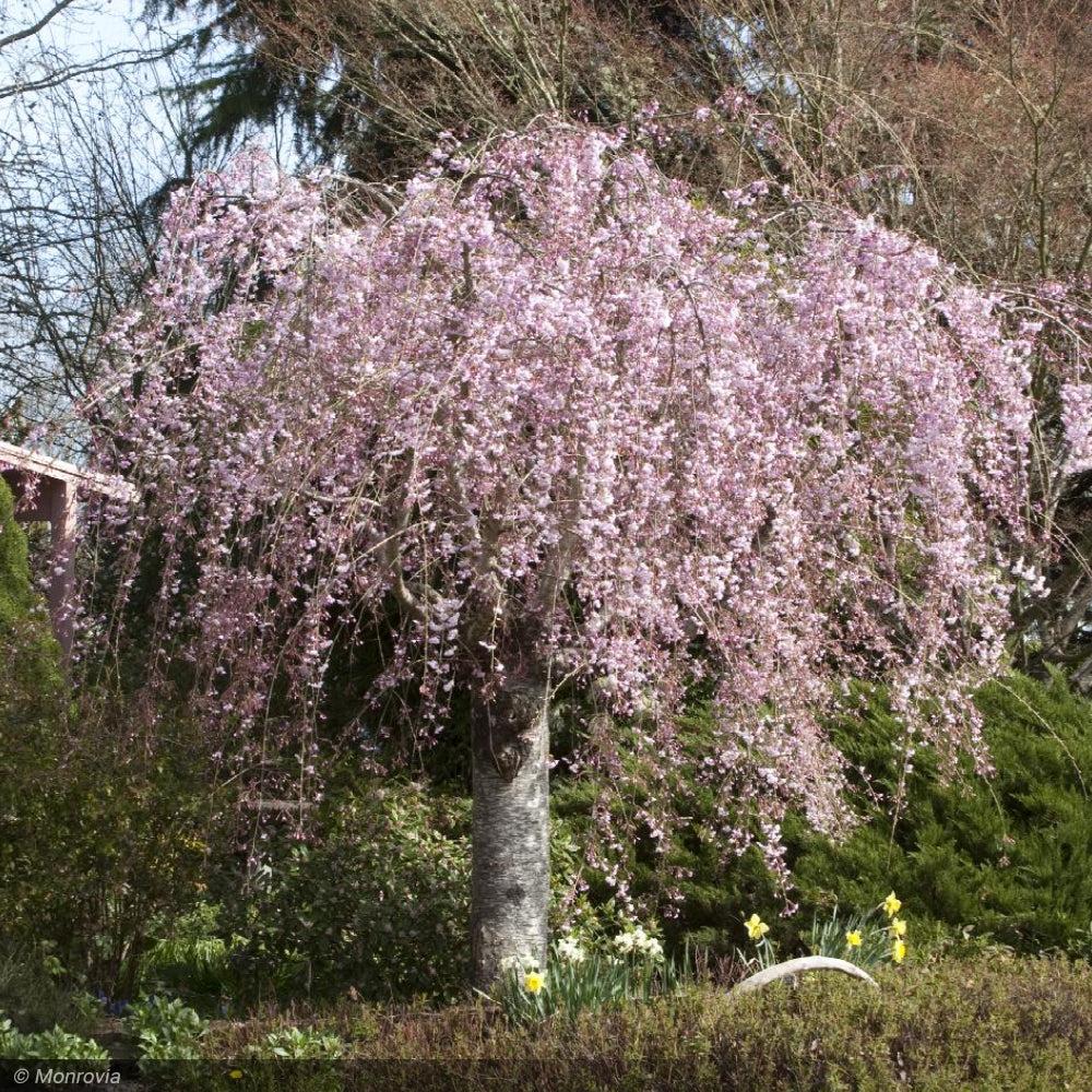 Prunus Subhirtella 'pendula Plena Rosea' - View 17 from www redcrocus com