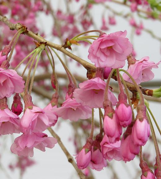 Prunus Subhirtella 'pendula Plena Rosea' - View 24 from www redcrocus com
