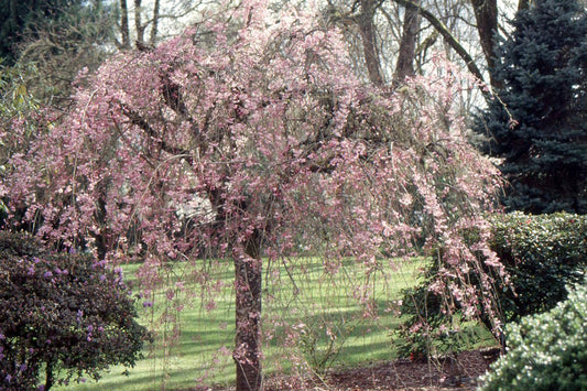 Prunus Subhirtella 'pendula Plena Rosea' - View 25 from www redcrocus com