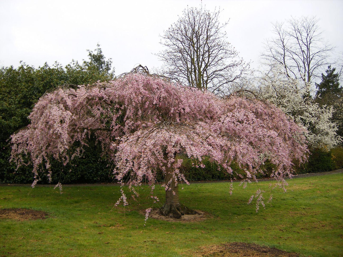 Prunus Subhirtella 'pendula Plena Rosea' - View 27 from www redcrocus com