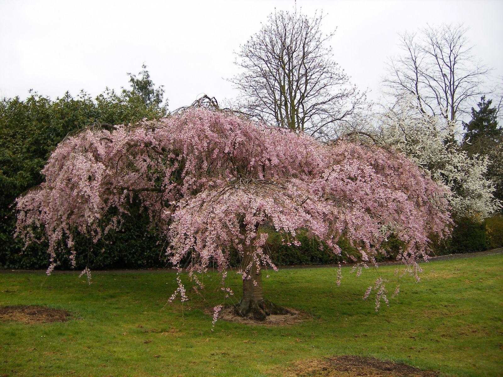 Prunus Subhirtella 'pendula Plena Rosea' - View 27 from www redcrocus com