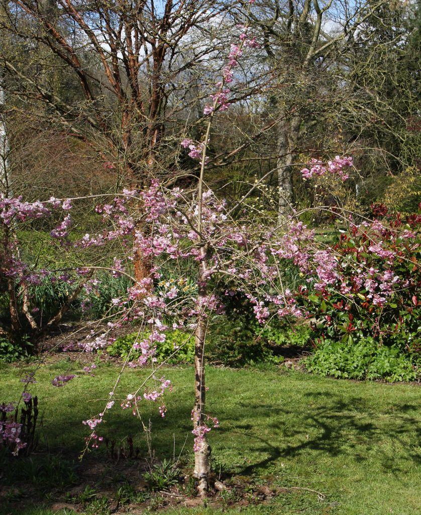 Prunus Subhirtella 'pendula Plena Rosea' - View 29 from www redcrocus com