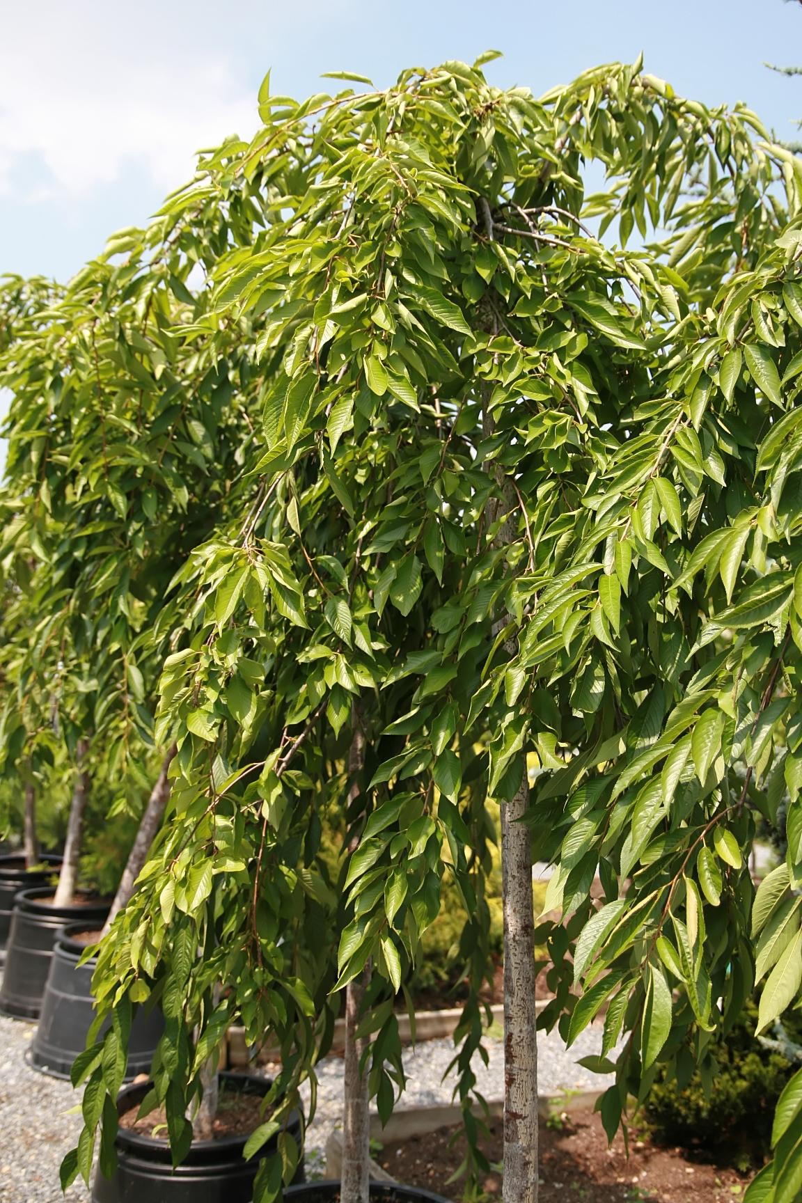 Prunus Subhirtella 'pendula Plena Rosea' - View 30 from www redcrocus com