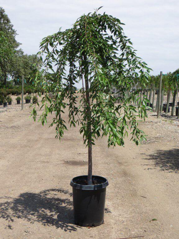 Prunus Subhirtella 'pendula Plena Rosea' - View 4 from www redcrocus com