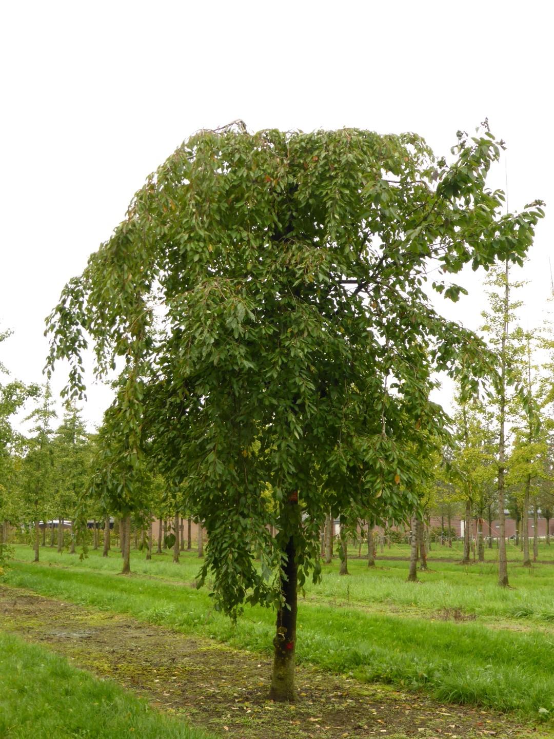 Prunus Subhirtella 'pendula Plena Rosea' - View 5 from www redcrocus com