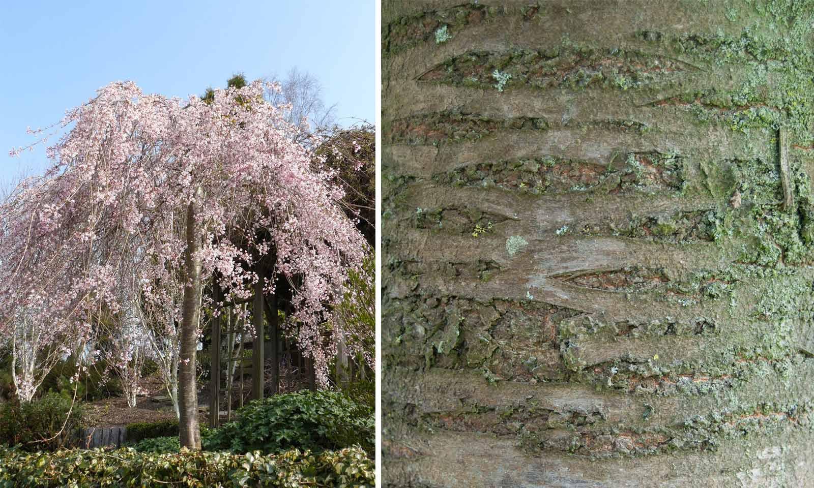 Prunus Subhirtella 'pendula Plena Rosea' - View 6 from www redcrocus com