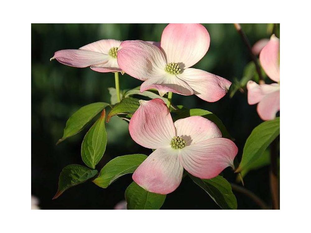Cornus Rutgan Stellar Pink Single Stem - View 10 from www redcrocus com