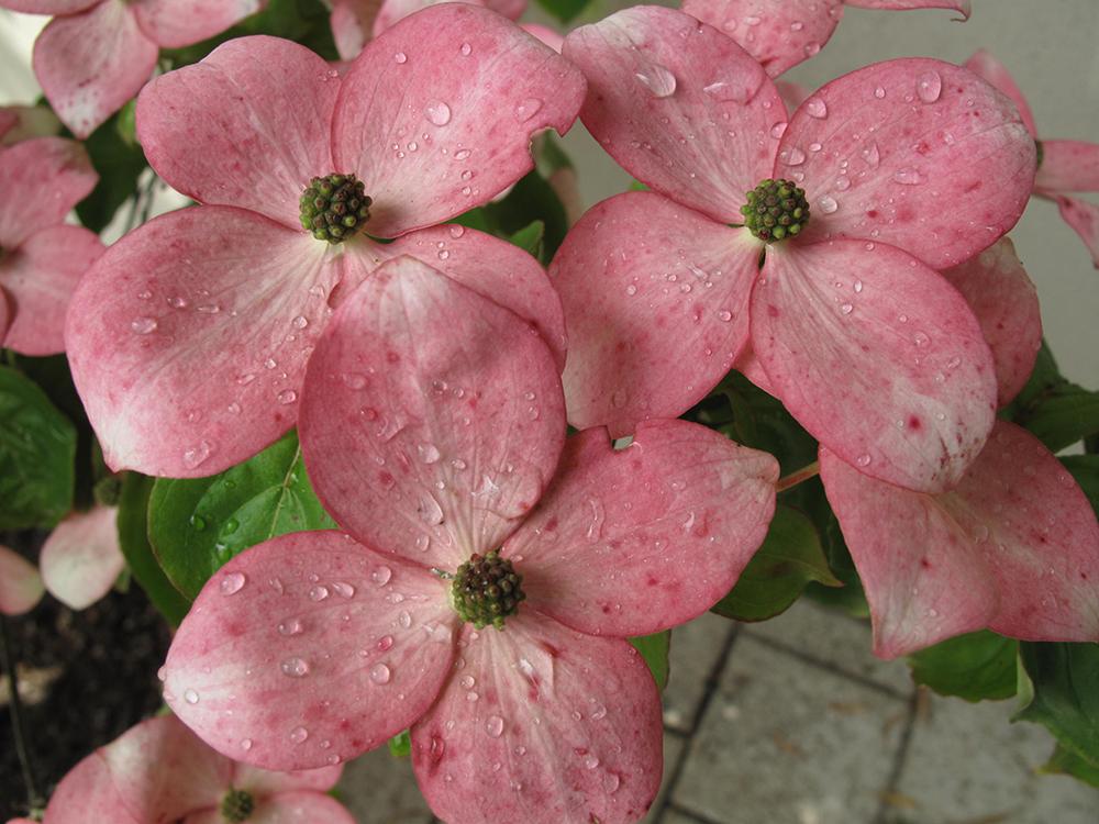 Cornus Rutgan Stellar Pink Single Stem - View 11 from www redcrocus com