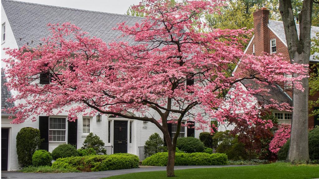 Cornus Rutgan Stellar Pink Single Stem - View 12 from www redcrocus com