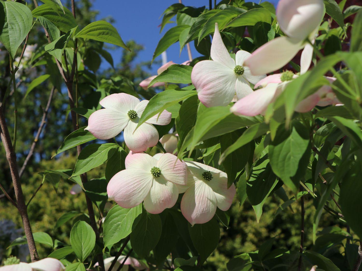 Cornus Rutgan Stellar Pink Single Stem - View 13 from www redcrocus com