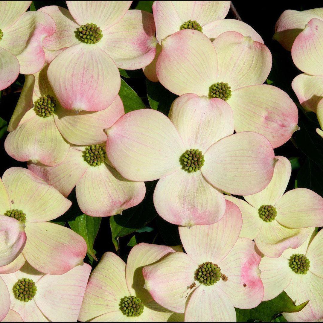 Cornus Rutgan Stellar Pink Single Stem - View 14 from www redcrocus com
